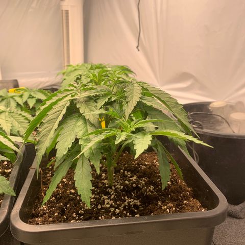 AUTO SWEET ZZ growlog timeline photo