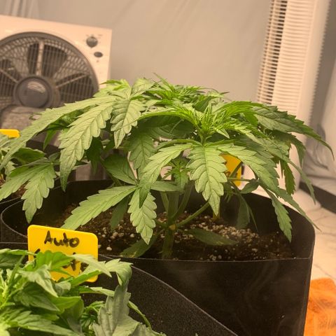 AUTO SWEET ZZ growlog timeline photo