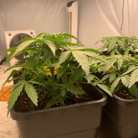 AUTO SWEET ZZ growlog timeline photo
