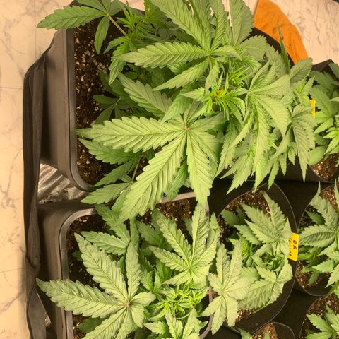 AUTO SWEET ZZ growlog timeline photo