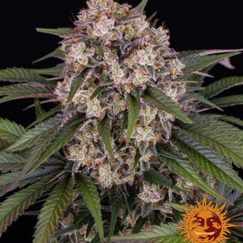 OG KUSH growlog timeline photo