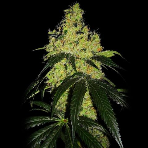OG KUSH growlog timeline photo