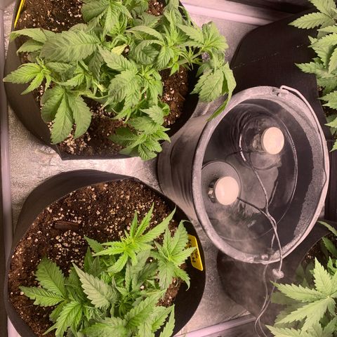 OG KUSH growlog photo: Test der zwei OGs