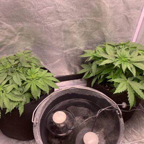 OG KUSH growlog photo: Die anderen zwei OGs nur gedüngt