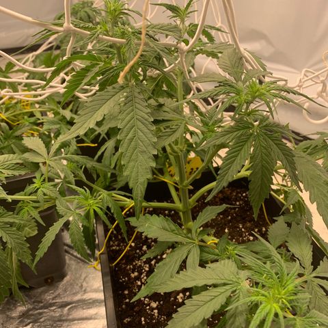 AUTO SWEET ZZ growlog photo: Netz aufgehangen