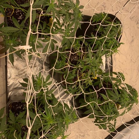 AUTO SWEET ZZ growlog photo: Netz aufgehangen