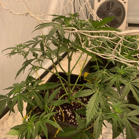 AUTO SWEET ZZ growlog photo: Netz aufgehangen