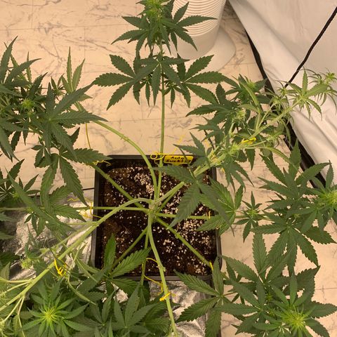 AUTO SWEET ZZ growlog timeline photo