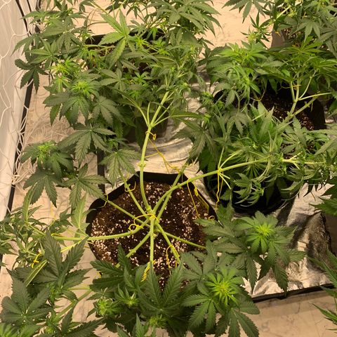 AUTO SWEET ZZ growlog timeline photo