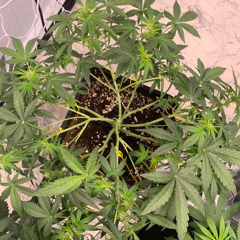 AUTO SWEET ZZ growlog timeline photo