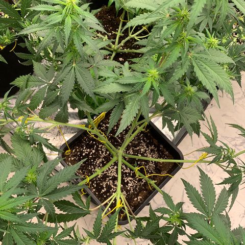 AUTO SWEET ZZ growlog timeline photo