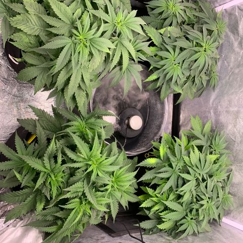 OG KUSH growlog timeline photo