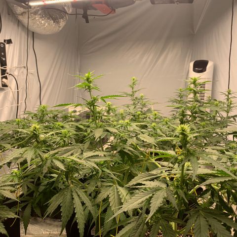 AUTO SWEET ZZ growlog timeline photo