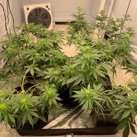 AUTO SWEET ZZ growlog timeline photo