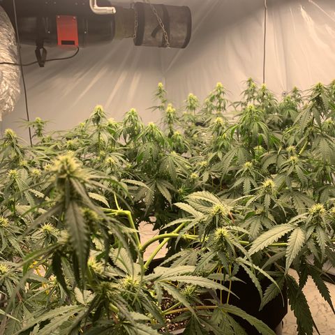 AUTO SWEET ZZ growlog timeline photo