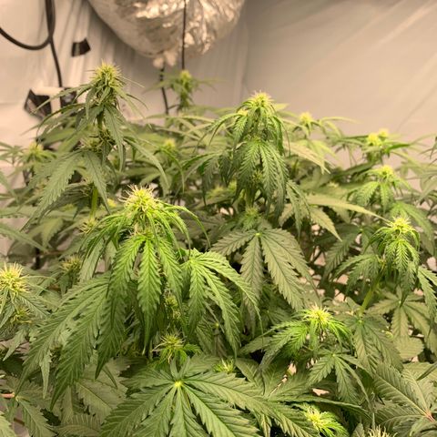 AUTO SWEET ZZ growlog timeline photo