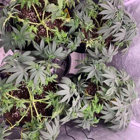 OG KUSH growlog photo: Die beiden OGs zu sehr gestrecht. Runterbinden nicht möglich 