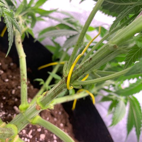 OG KUSH growlog photo: Die beiden OGs zu sehr gestrecht. Runterbinden nicht möglich 