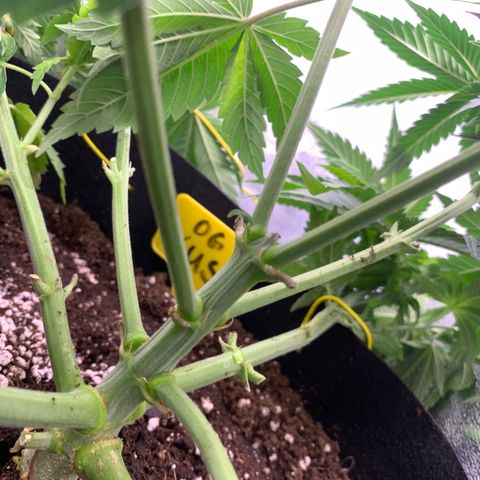 OG KUSH growlog photo: Die beiden OGs zu sehr gestrecht. Runterbinden nicht möglich 
