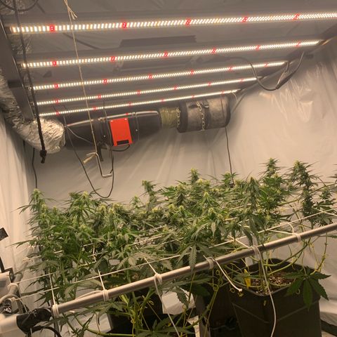 AUTO SWEET ZZ growlog photo: Scrog gezogen 
