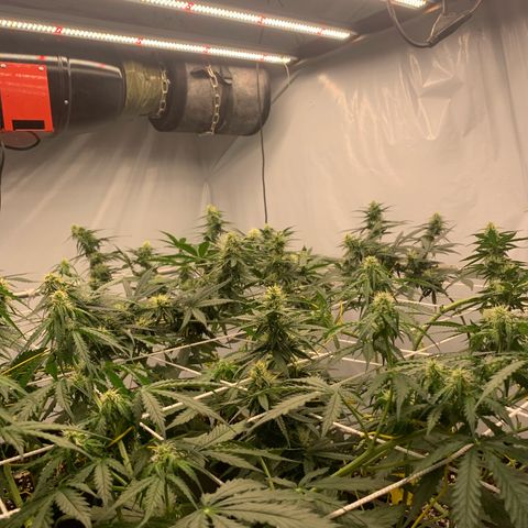 AUTO SWEET ZZ growlog timeline photo