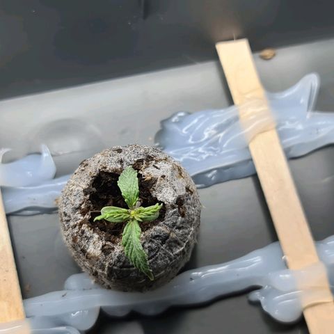 Snoop growlog timeline photo