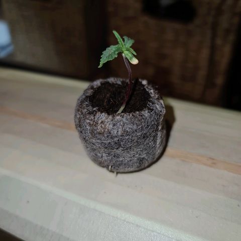 Snoop growlog timeline photo