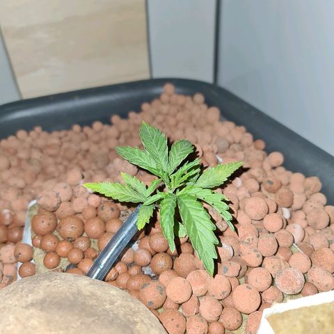 Snoop growlog timeline photo