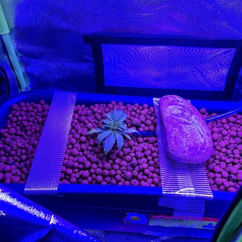 Snoop growlog timeline photo