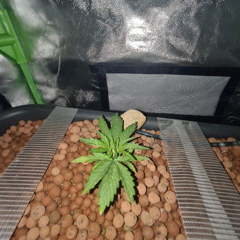Snoop growlog timeline photo