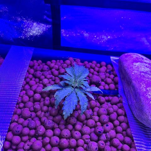 Snoop growlog timeline photo