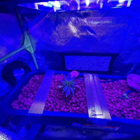 Snoop growlog timeline photo