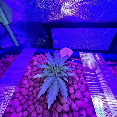 Snoop growlog timeline photo