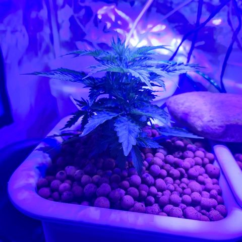 Snoop growlog timeline photo