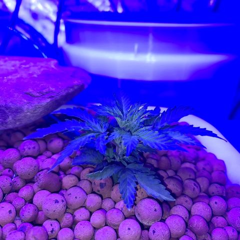 Snoop growlog timeline photo