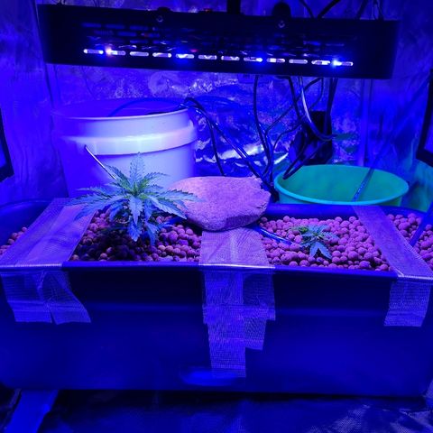 Snoop growlog timeline photo