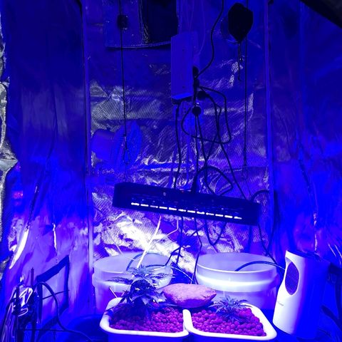Snoop growlog timeline photo