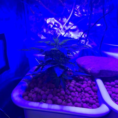 Snoop growlog timeline photo