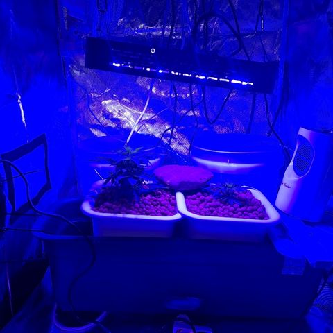 Snoop growlog timeline photo