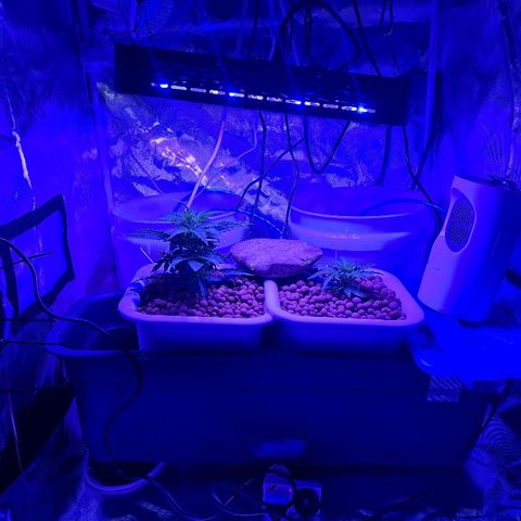 Snoop growlog timeline photo
