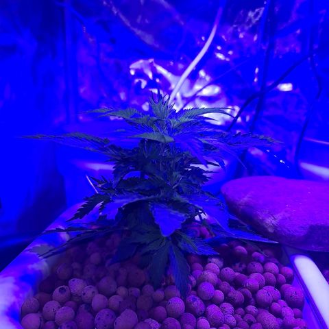 Snoop growlog timeline photo