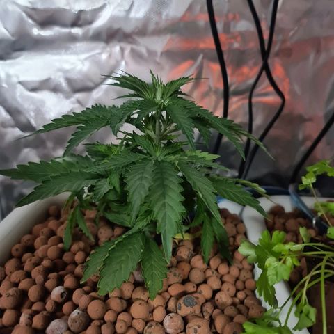Snoop growlog timeline photo