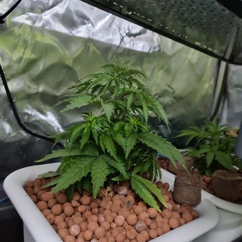 Snoop growlog timeline photo