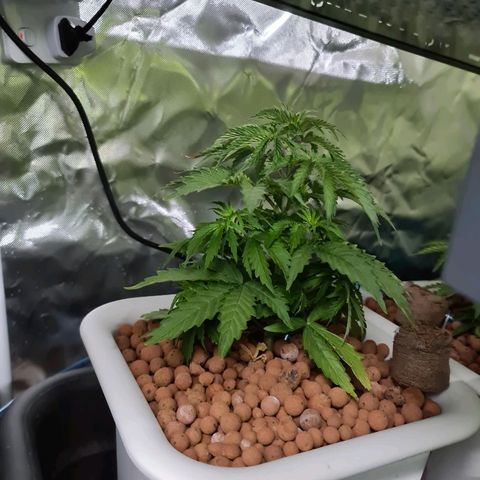 Snoop growlog timeline photo