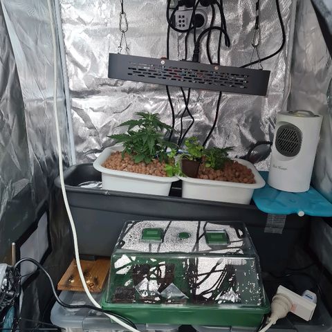Snoop growlog timeline photo