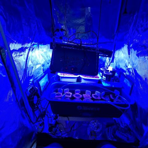 Snoop growlog timeline photo