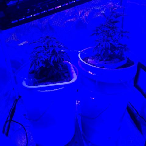 Snoop growlog timeline photo