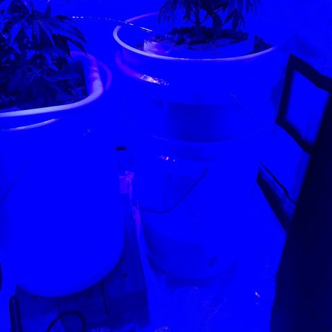 Snoop growlog timeline photo