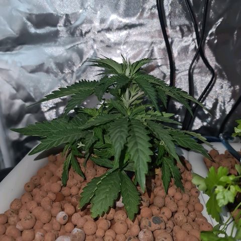 Snoop growlog timeline photo