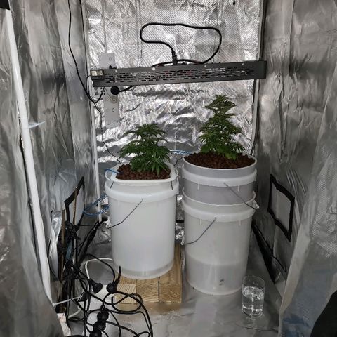 Snoop growlog timeline photo